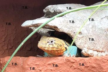 Echsen kaufen und verkaufen Foto: Halsbandleguane Crotaphytus Collaris Wichita Mountains Echsen kaufen und verkaufen Foto: Halsbandleguane Crotaphytus Collaris Wichita Mountains