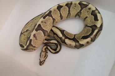 Königspythons kaufen und verkaufen Foto: Zu Verkaufen Adult Proven breeder