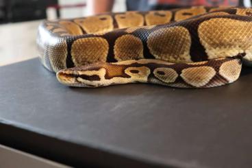 Ball Pythons kaufen und verkaufen Photo: Proven Breeder abzugeben!