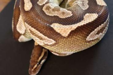 Ball Pythons kaufen und verkaufen Photo: Adulte Köpys zur Abgabe!!