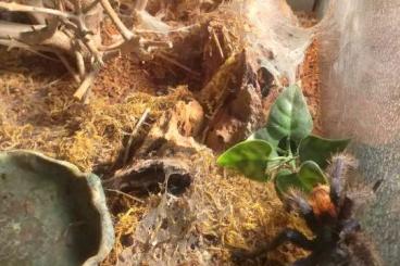 Vogelspinnen kaufen und verkaufen Foto: Chromatopelma und Nandubock abzugeben
