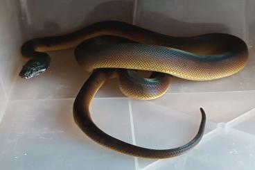 Snakes kaufen und verkaufen Photo: Verona 11.5 (Simalia amethistina, Leiopython) Snakes kaufen und verkaufen Photo: Verona 11.5 (Simalia amethistina, Leiopython)