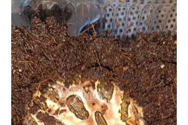 Frösche kaufen und verkaufen Foto: For Verona 11.5 Ceratophrys cranwelli Coffe Frösche kaufen und verkaufen Foto: For Verona 11.5 Ceratophrys cranwelli Coffe