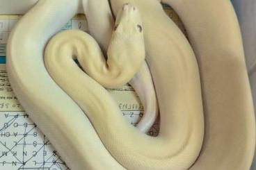 Pythons kaufen und verkaufen Foto: Python molurus bivittatus Pythons kaufen und verkaufen Foto: Python molurus bivittatus