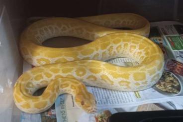 Schlangen kaufen und verkaufen Foto: Ostrava 27.7 Python molurus bivittatus