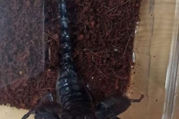 Spiders and Scorpions kaufen und verkaufen Photo: Heterometrus petersii/ Scolopendra subspinipes 