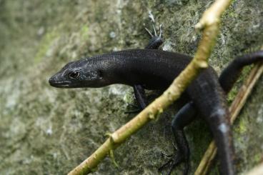 Lizards kaufen und verkaufen Photo: Looking for different species 