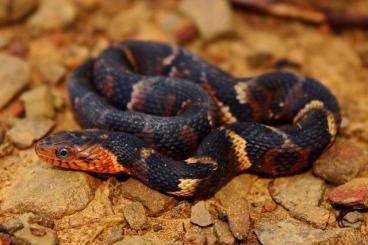 Snakes kaufen und verkaufen Photo: Looking for different species 
