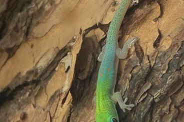 Geckos kaufen und verkaufen Foto: Goldstaubtaggecko Phelsuma l. ladicauda „Blue Line“