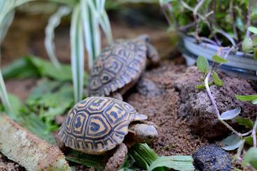 Schildkröten  kaufen und verkaufen Foto: I'm looking for Pardalis Pardalis 