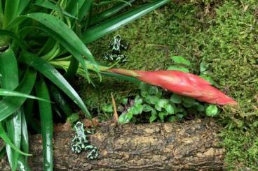 Poison dart frogs kaufen und verkaufen Photo: Verkaufe meine Schönheiten 