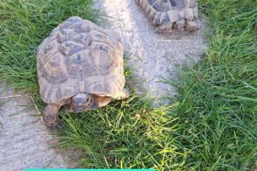 Landschildkröten kaufen und verkaufen Foto: Ich vergebe 2 Maurisch Männchen Landschildkröten kaufen und verkaufen Foto: Ich vergebe 2 Maurisch Männchen