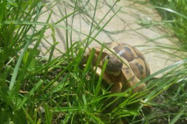 Landschildkröten kaufen und verkaufen Foto: Suche Weibchen Maurische Landschildkröte Landschildkröten kaufen und verkaufen Foto: Suche Weibchen Maurische Landschildkröte