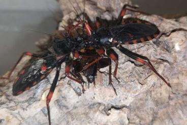 Insekten kaufen und verkaufen Foto: Raubwanzen / Psytalla horrida 