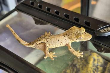 Geckos kaufen und verkaufen Foto: 0.0.6 Kronengeckos aus 2024 Superdalmatiner