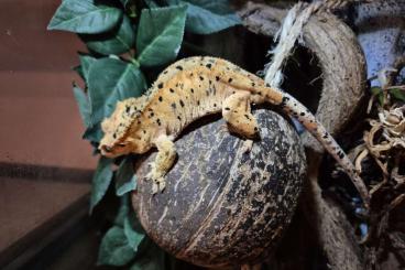 Geckos kaufen und verkaufen Photo: 0.0.6 Kronengeckos aus 2024 Superdalmatiner Geckos kaufen und verkaufen Photo: 0.0.6 Kronengeckos aus 2024 Superdalmatiner