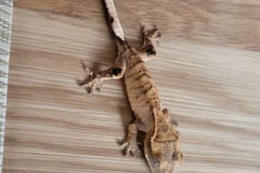 Geckos kaufen und verkaufen Photo: Kronengecko Jungtiere aus 2022