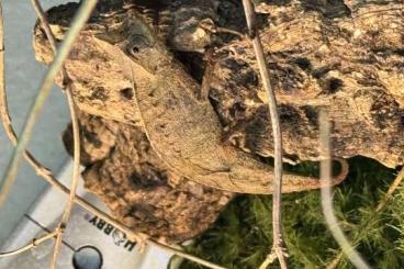 Chamäleons kaufen und verkaufen Photo: Suche Brookesia/Rippeleon/Rhampoleon Arten für Hamm Chamäleons kaufen und verkaufen Photo: Suche Brookesia/Rippeleon/Rhampoleon Arten für Hamm