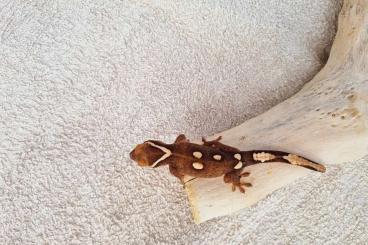 Geckos kaufen und verkaufen Foto: C. sarasinorum white collar ready to fly 	