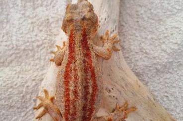 Geckos kaufen und verkaufen Foto: R. auriculatus proven breeders available for Hamm 10/12