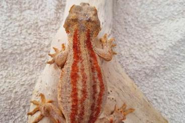 Geckos kaufen und verkaufen Foto: R. auriculatus full red stripe proven breeder pair or trio