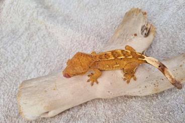 Geckos kaufen und verkaufen Foto: R. auriculatus and C. ciliatus proven breeders ready to fly