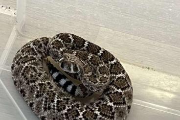 Schlangen kaufen und verkaufen Foto: Crotalus atrox 2.1 het albino cb 21 Houten