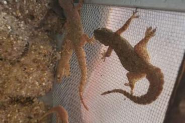 Geckos kaufen und verkaufen Foto: Asiatische Hausgeckos Hemidactylus frenatus
