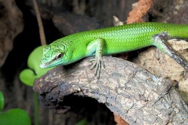 Skinks kaufen und verkaufen Photo: Lamprolepis Smaragdina- Emeraldgreen treeskinks Skinks kaufen und verkaufen Photo: Lamprolepis Smaragdina- Emeraldgreen treeskinks