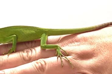 Echsen  kaufen und verkaufen Foto: Brachylophus Fasciatus - Fiji Iguana