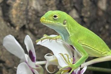 Echsen kaufen und verkaufen Foto: Brachylophus Fasciatus - Fiji Iguana Echsen kaufen und verkaufen Foto: Brachylophus Fasciatus - Fiji Iguana