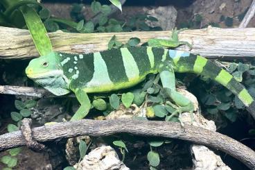 Echsen kaufen und verkaufen Foto: Brachylophus Fasciatus - Fiji Iguana Echsen kaufen und verkaufen Foto: Brachylophus Fasciatus - Fiji Iguana