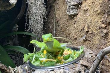 andere Echsen kaufen und verkaufen Foto: Brachylophus Fasciatus- Fiji Iguana