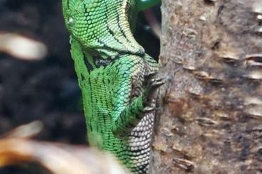 Lizards kaufen und verkaufen Photo: Gonochephalus Doriae Abottii 