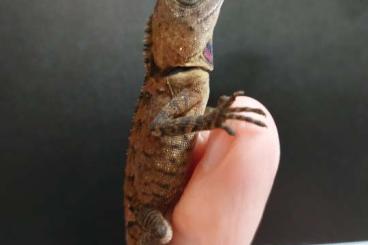 Lizards kaufen und verkaufen Photo: Available lizards for Houten
