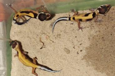 Geckos kaufen und verkaufen Foto: Leopardgecko diverse Morphen