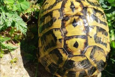 Schildkröten  kaufen und verkaufen Foto: Testudo Hermanni hermanni