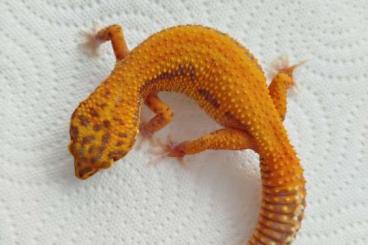 Geckos kaufen und verkaufen Foto: 0.1 Afghan Tangerine Bell Albino het. Eclipse 