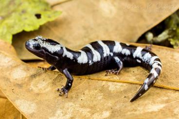 Salamander kaufen und verkaufen Foto: Suche: Ambystoma Opacum  / Marmor-Querzahnmolch