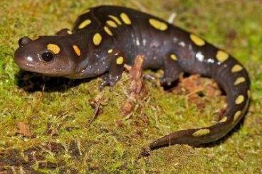 Salamander kaufen und verkaufen Foto: Ich suche: Ambystoma Maculatum | Fleckenquerzahnmolch
