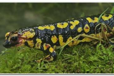 Salamander kaufen und verkaufen Foto: Ich suche Salamandra s Gallaica / Salamandra