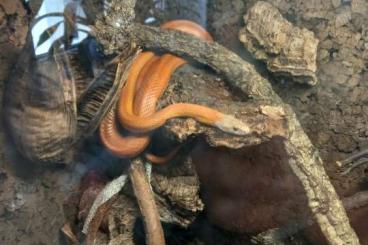 Schlangen kaufen und verkaufen Foto: Biete kornattern kostenlos an 