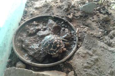 Schildkröten  kaufen und verkaufen Foto: Verkaufe Indische Sternschildkröten 150 EUR 