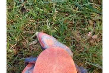 Turtles and Tortoises kaufen und verkaufen Photo: 1 Pärchen rotbauch spitzkopfschildkröten Turtles and Tortoises kaufen und verkaufen Photo: 1 Pärchen rotbauch spitzkopfschildkröten