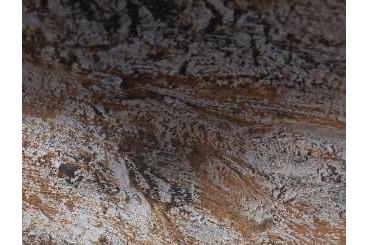 Schildkröten kaufen und verkaufen Foto: Verkaufe geochelone elegans Schildkröten kaufen und verkaufen Foto: Verkaufe geochelone elegans