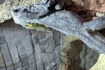 Agamen kaufen und verkaufen Foto: Suche Kragenechsen. Adult. Subadult. Chlamydosaurus kingii Agamen kaufen und verkaufen Foto: Suche Kragenechsen. Adult. Subadult. Chlamydosaurus kingii