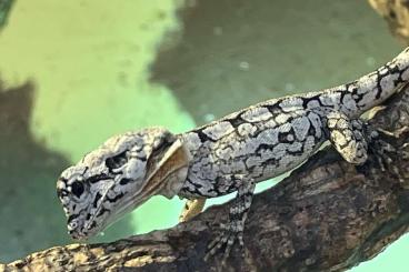 Agamen kaufen und verkaufen Photo: Terraristika Hamm, Kragenechse, Chlamydosaurus kingii, Nachzuchten Agamen kaufen und verkaufen Photo: Terraristika Hamm, Kragenechse, Chlamydosaurus kingii, Nachzuchten