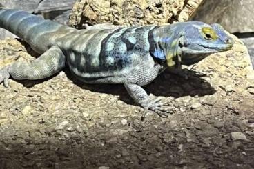 other lizards kaufen und verkaufen Photo: Verkaufe Petrosaurus thalassinus, blauer Felsenleguan, Bock other lizards kaufen und verkaufen Photo: Verkaufe Petrosaurus thalassinus, blauer Felsenleguan, Bock