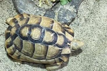Landschildkröten kaufen und verkaufen Foto: Testudo Kleinmanni Ägyptische Landschildkröte 1.2 Landschildkröten kaufen und verkaufen Foto: Testudo Kleinmanni Ägyptische Landschildkröte 1.2