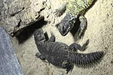 Agamen kaufen und verkaufen Photo: Uromastyx nigriventris, marokkanische Dornschwanzagame, Marokko, Agame Agamen kaufen und verkaufen Photo: Uromastyx nigriventris, marokkanische Dornschwanzagame, Marokko, Agame